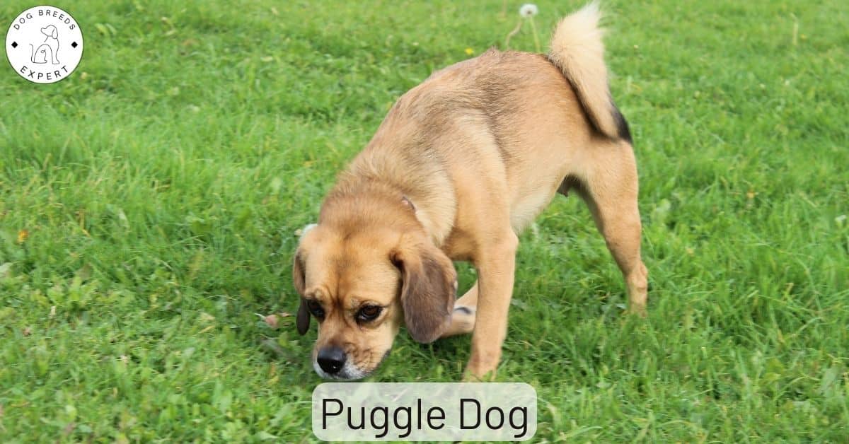 Are Puggles Intelligent Dogs