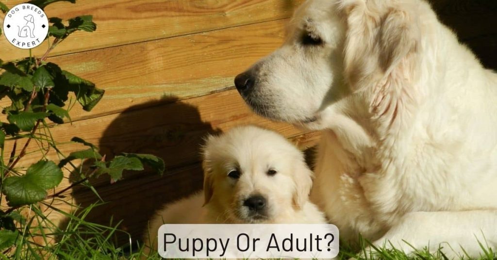 Puppy Or Adult
