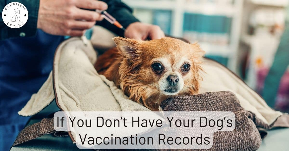 Read This If You Don't Have Your Dog's Vaccination Records