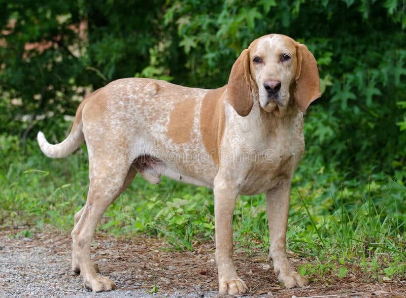 A Redtick Coonhound standing on a path with grass behind.