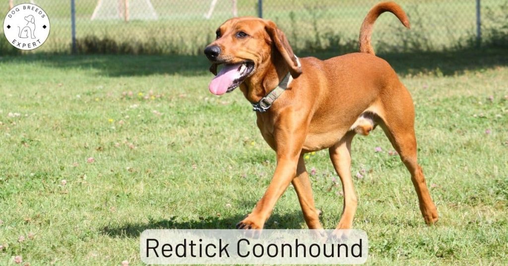 Redtick Coonhound