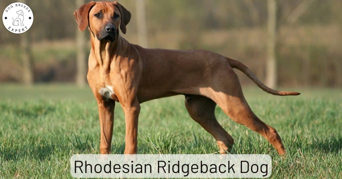 The Rhodesian Ridgeback Dog The Lion Dog of Africa