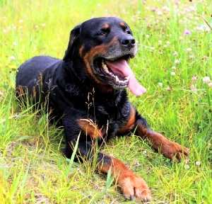 A Rottweiler lying down on grass in the sun, with its tongue hanging out