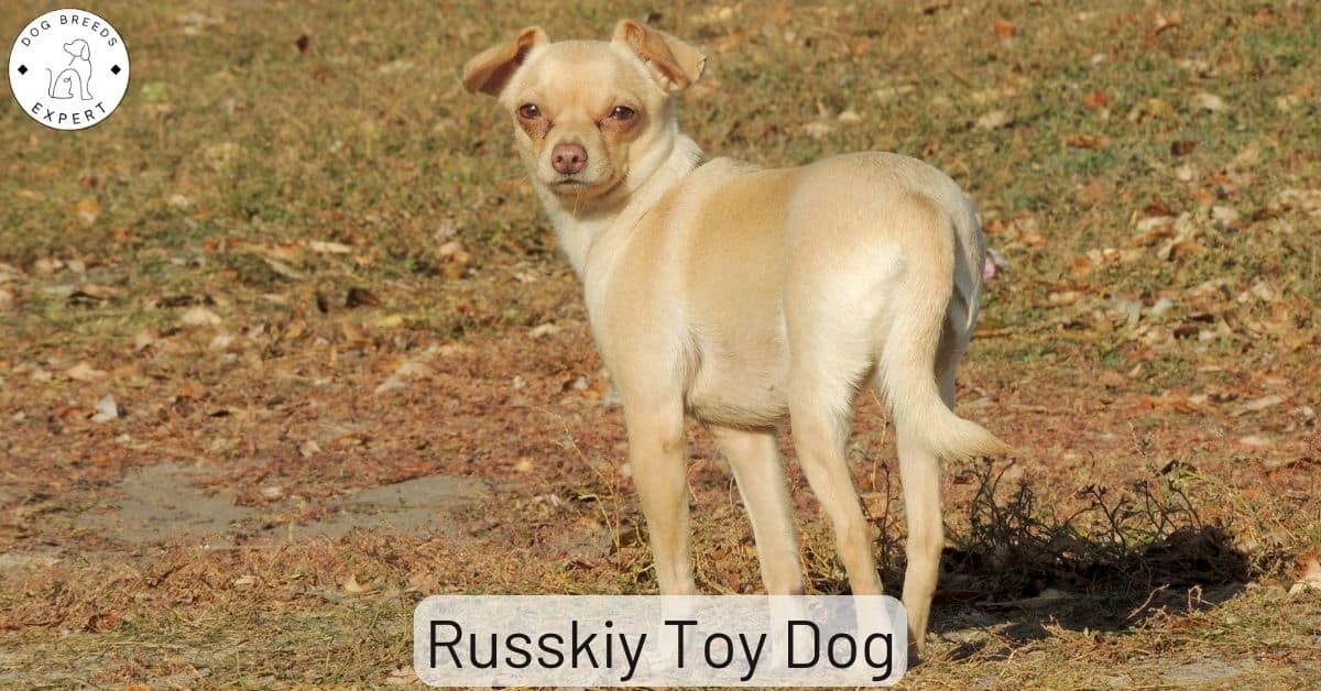Russkiy Toy - Russian Toy Dog. Discover This Unique Dog Breed!