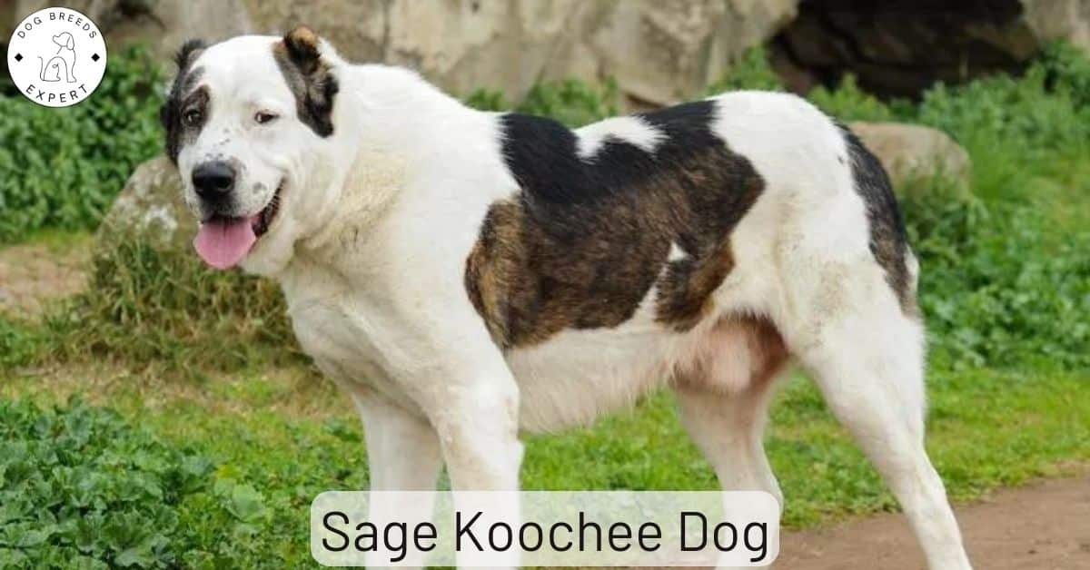 Sage Koochee Also Known As The Kuchi Dog