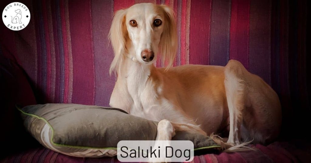 Saluki Dog