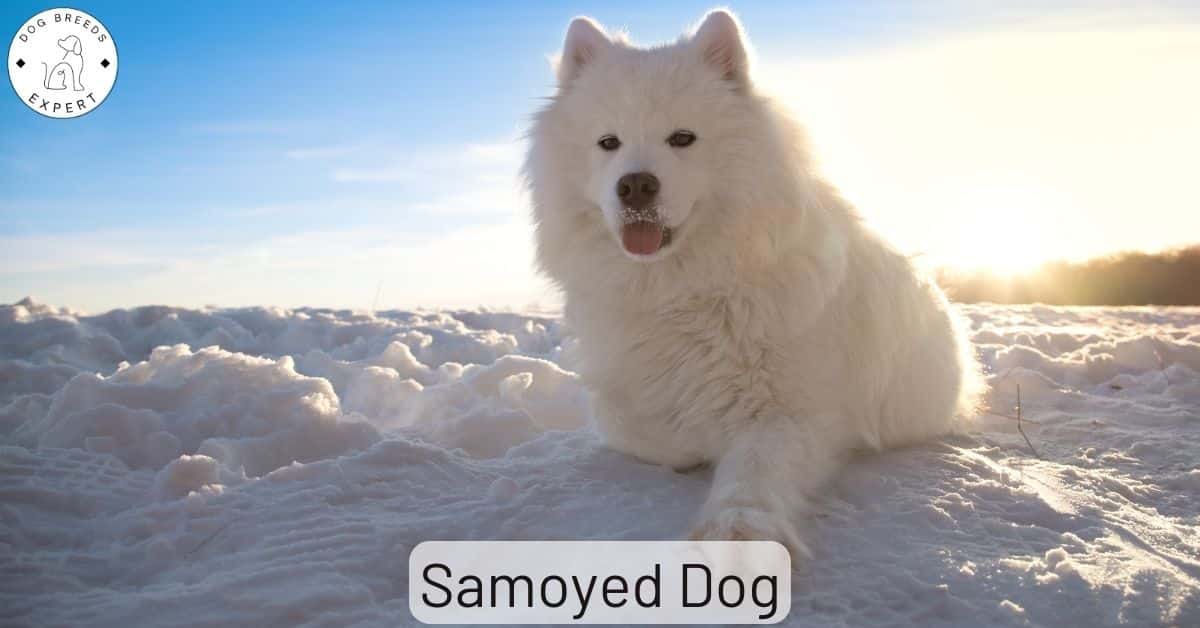 Samoyed Dog Breed Do You Need A Friendly Smile?