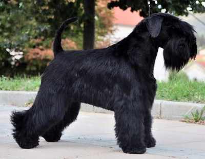 All black Miniature Schnauzer with natural ears and tail