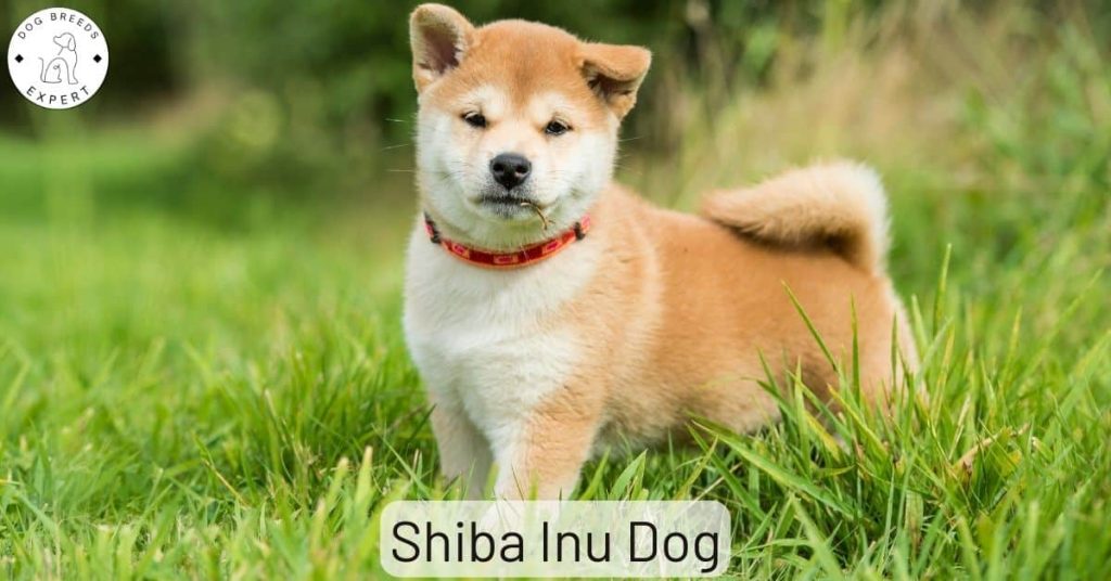 Shiba Inu Dog