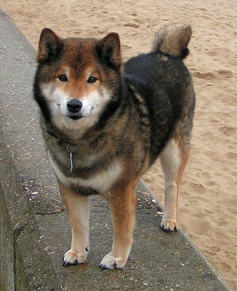 A Shiba Inu dog standing on a concrete sea wall, looking at the camera, with a sandy beach in the background