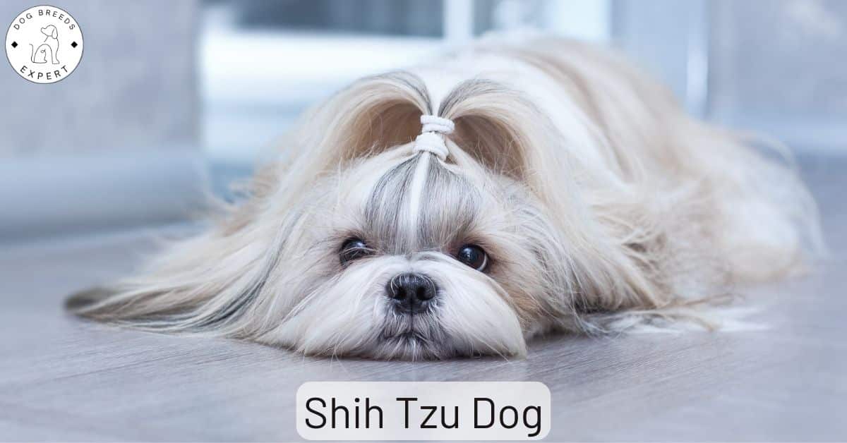 Are Shih Tzu Dogs Good Pets