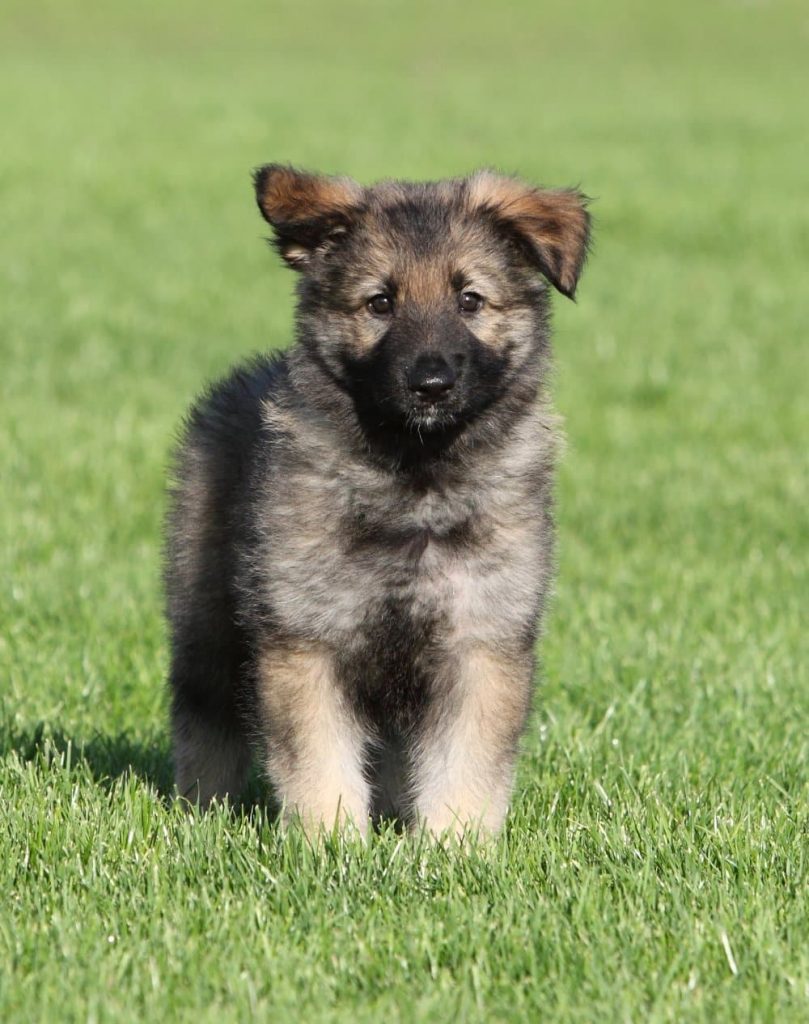 A Shiloh Shepherd dog puppy running on grass