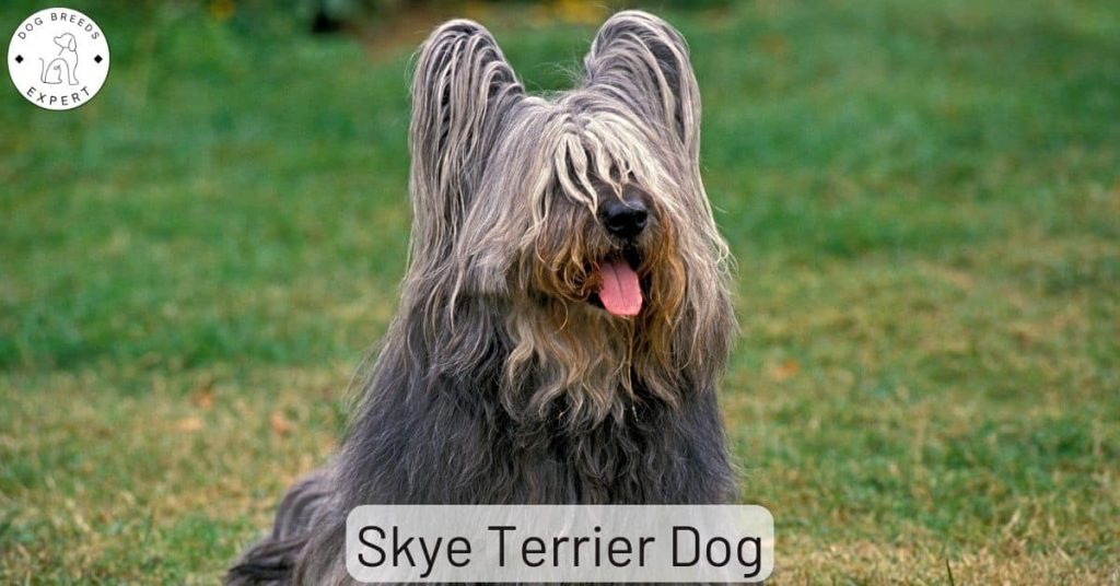 Skye Terrier Dog