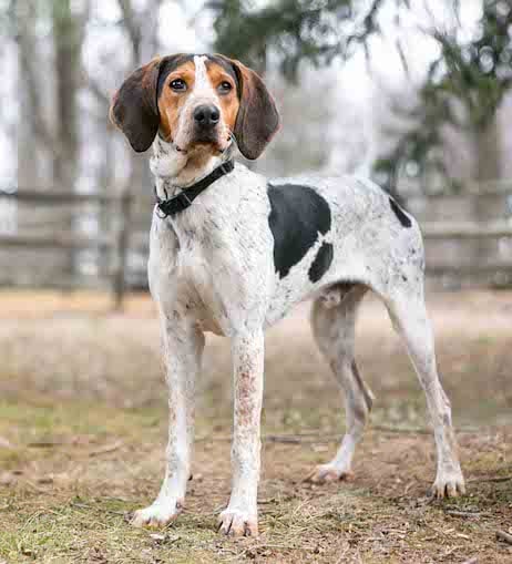 A Treeing Walker Coonhound standing in a dry paddock, with trees in the background