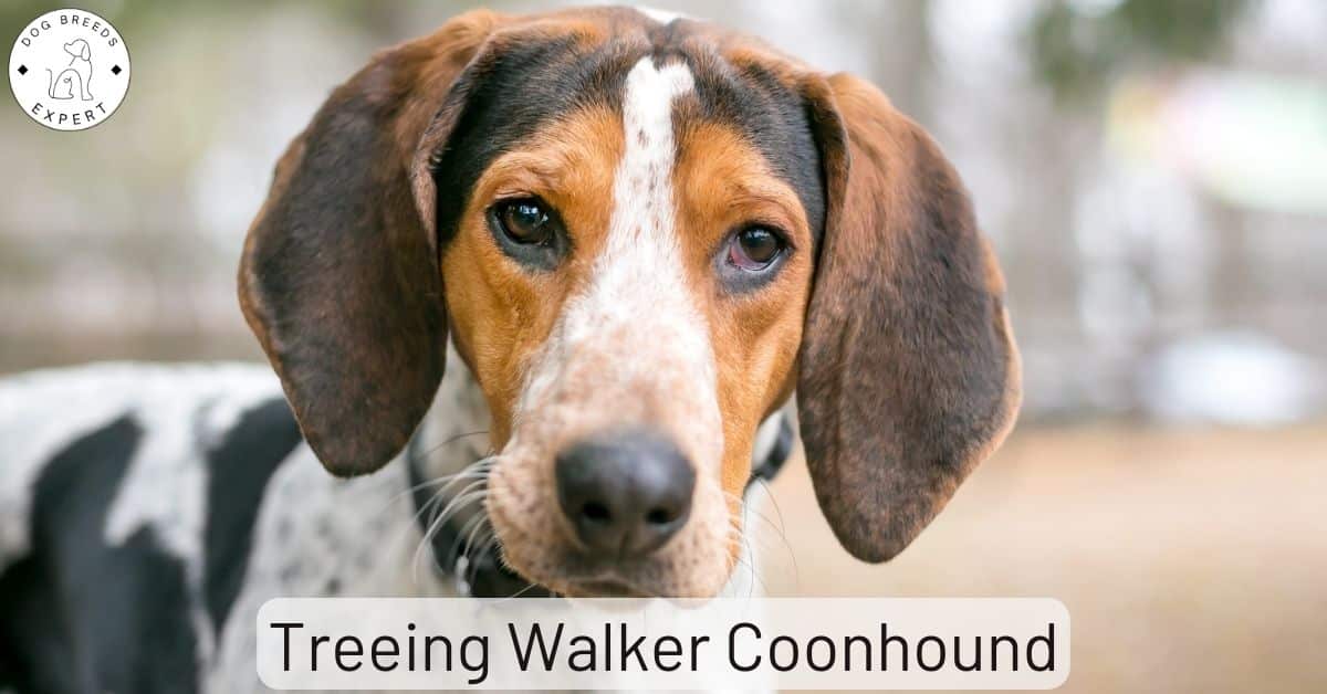 are treeing walker coonhound the most intelligent dogs