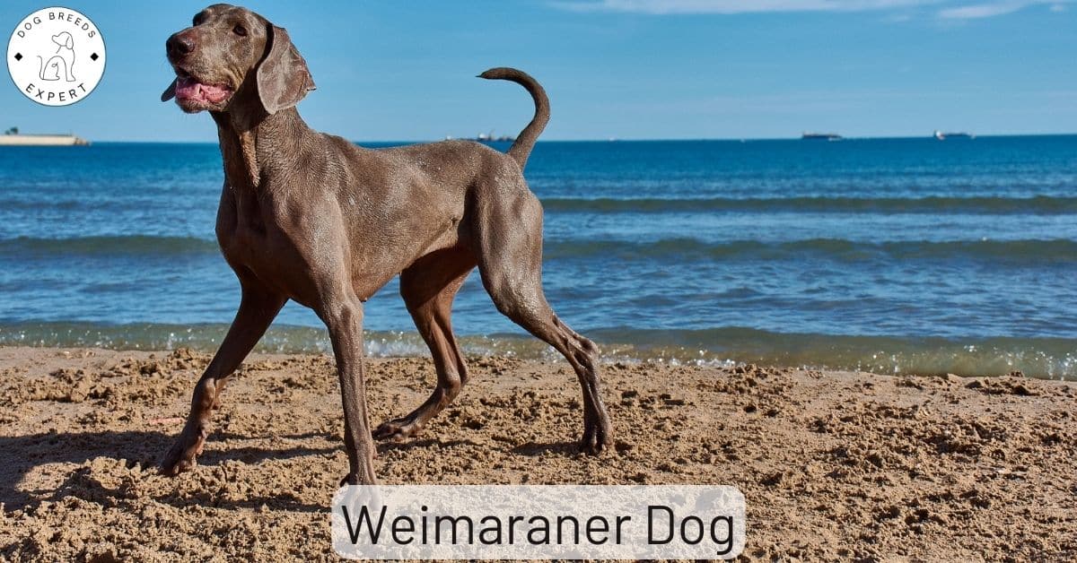 Are Weimaraners Good Guard Dogs