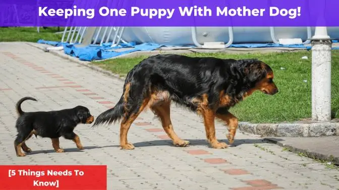 do dogs recognize their mothers