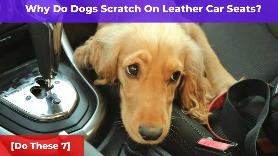 Why Do Dogs Scratch On Leather Car Seats? [Do These 5 Things]