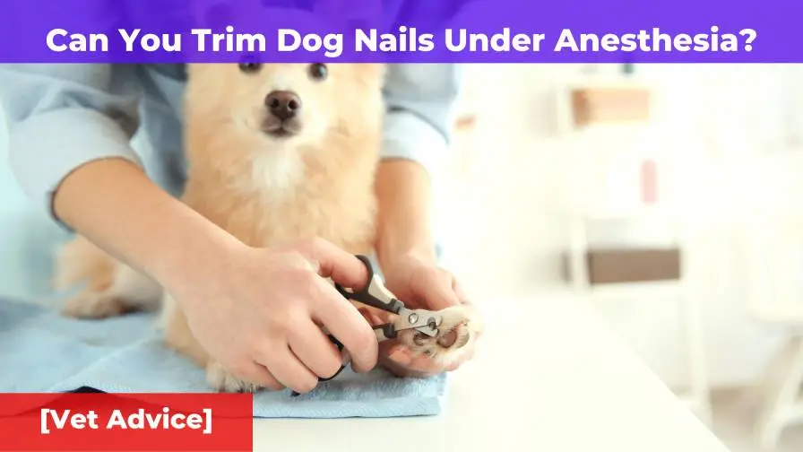 Can You Trim Dog Nails Under Anesthesia? [Vet Advice]