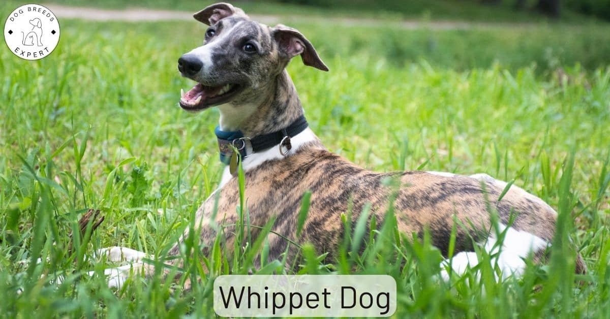 Whippet Dog Breed Information; All The Facts About Whippets.