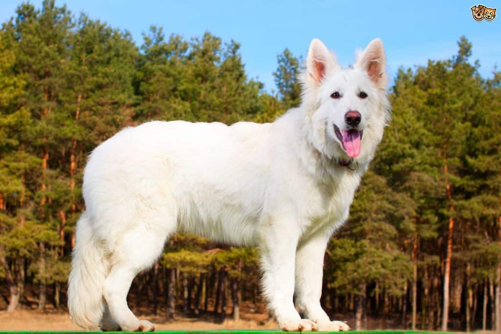 How Intelligent Is A White Swiss Shepherd Dog