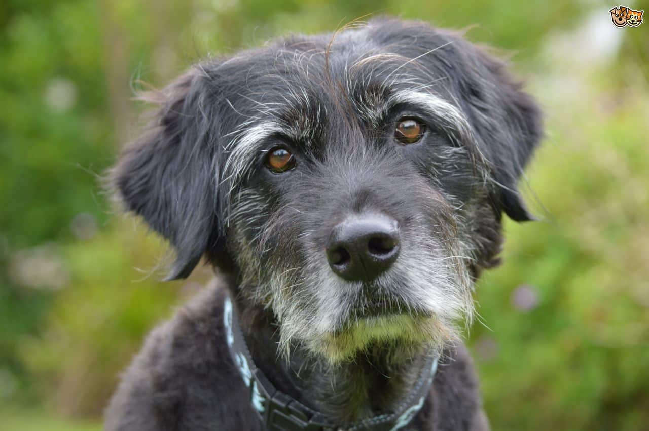 Why Adopt An Older Dog? 8 Reasons To Consider A Mature Dog