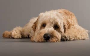The Cockapoo - A Hybrid Dog With A Great Temperament