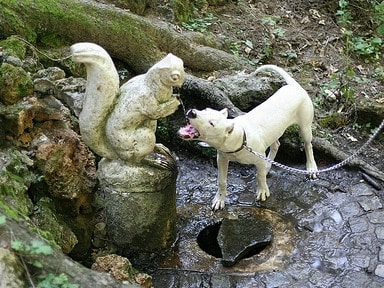 A dogo argentino drinking while standing in a fountain