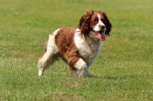 are springer spaniels affectionate