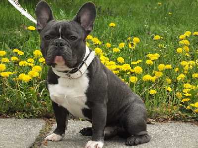 A French Bulldog with a white chest sitting on a path in front of yellow flowers