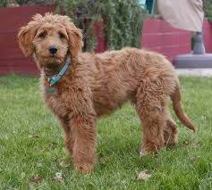 Hybrid dog breeds