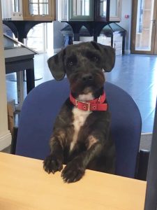 Jackapoo - A Hybrid Jack Russell And Poodle Cross.