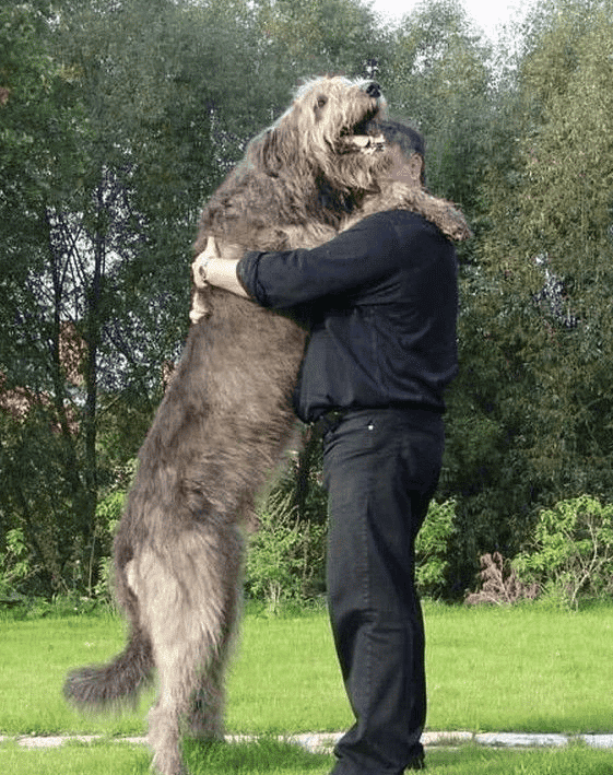 Irish Wolfhound and his master