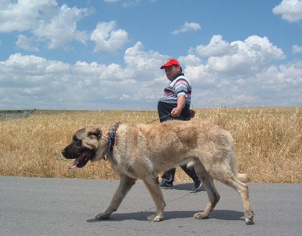 anatolian shepherd is this giant breed a good family pet