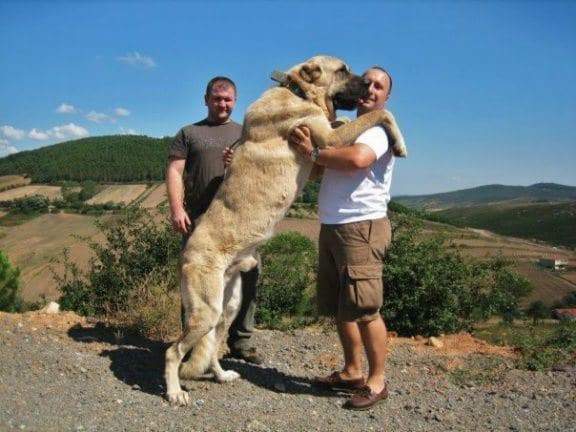 A Kangal Shepherd dog standing on its back legs, resting on its owner