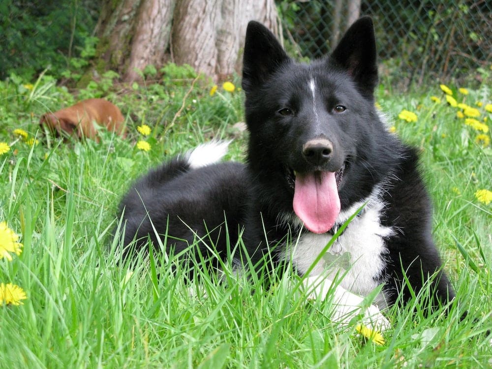 Karelian Bear Dog Breed Information; The Hunting Dog From Finland