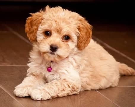 Second generation maltipoo cheap