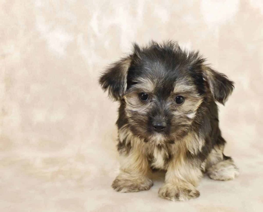 Little puppy that looks like she is saying "I'm sorry" for somthing with copy space.