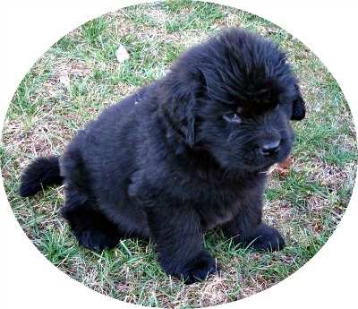 do newfoundland dogs bark a lot