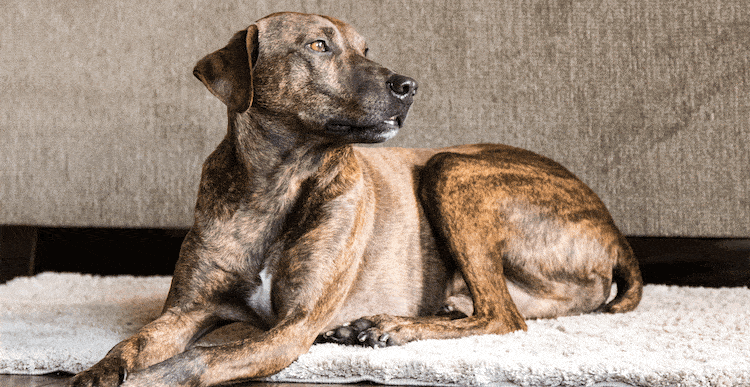 A Plott hound lying down on a rug indoors, looking over it's shoulder to the right.