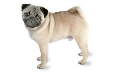 A Pug standing sideways to the camera