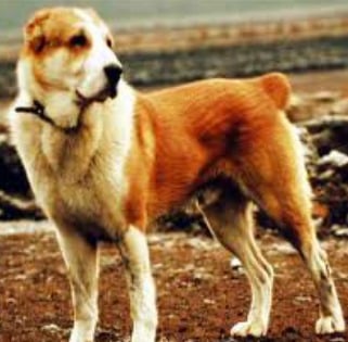 A brown and white Sage Koochee standing on a patch of earth with a brown field in the background