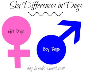 Boy or Girl Dog graphic: Choose the Correct Gender For You