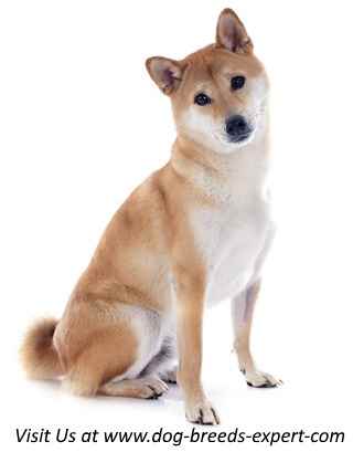 A Shiba Inu sitting down, against a white background