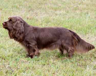 A Sussex Spaniel standing sideways to the camera, on grass