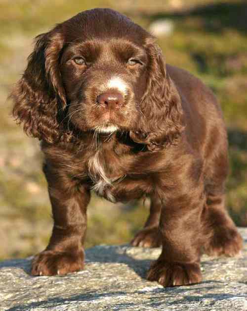 A Sussex Spaniel close up, standing on a log