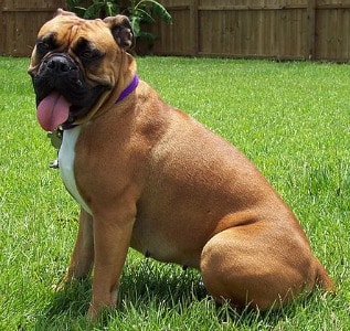 Valley bulldog sales price