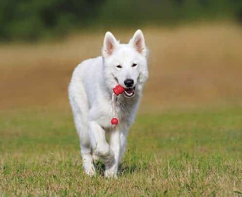 The White Swiss Shepherd Dog - Curious About This Majestic Dog?