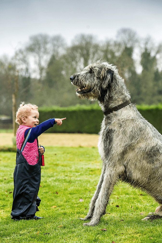 An Irish Wolfhound with a small child