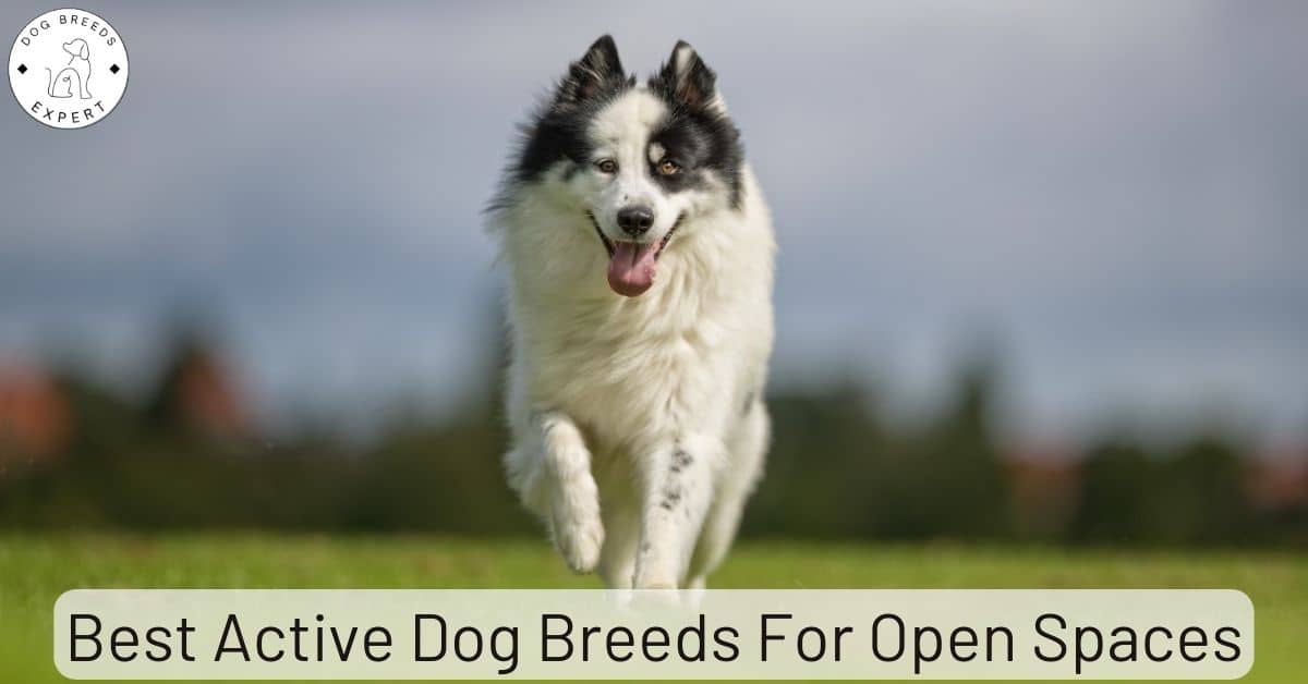 Best Active Dog Breeds for Open Spaces But Which Breeds?